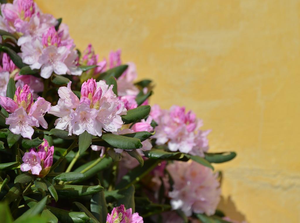 Charmilles Des Cordeliers Bed & Breakfast 3*